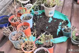 旧土能直接种花吗？不建议，如果没时间暴晒，试试这3套方案图片