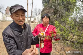 晋南黄土崖发现百年野生古茶树，全村5代人都在喝，看长成啥样子图片