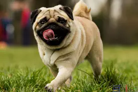 短毛大眼爱干净的狗狗，巴哥犬的日常护理怎么做？图片