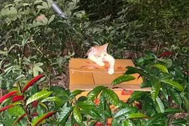 猫妈妈和四只小猫被丢弃在草丛中，猫咪满眼泪水：帮帮我们图片