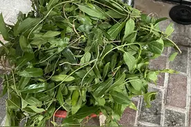 海南有一道天下最名不副实的美食，被称为海南第五大美食｜琼游王图片