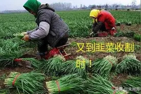 A股，“韭菜”都是怎么被割的？图片