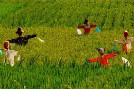 庄稼地里，农民为何要放空啤酒瓶？作用如此强大，看完明白了图片