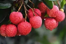 乐山“四有” | 乐山有味，越品越“香”图片