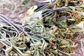 3种农村常见野菜，小时候经常吃，凉拌能祛火，还能包饺子图片