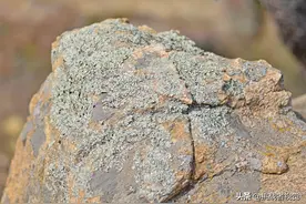 山上石头长满这些绿茸茸的东西，不知道是啥？图片