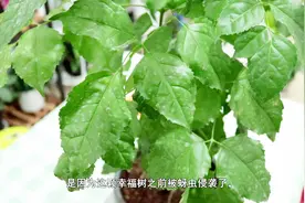 幸福树长蚜虫了怎么办？其实想要根除并不难，用点这个就可以视频封面