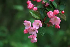 游人如潮涌，海棠胜旧时！郑州碧沙岗公园万株海棠与你相约春天里图片