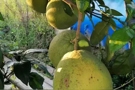 向客的故事图片