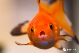 鱼的记忆只有7秒，有些人却还赶不上鱼……图片