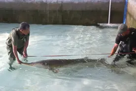 黑龙江黑河：发现古生物 300余斤野生达氏鳇图片