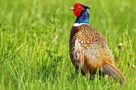 俗语说：“三鸟进宅，无灾也有祸”，啥意思？哪三种鸟不能进宅？图片