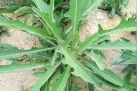 农村三种苦苣菜属植物的辨认和利用图片