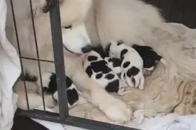 纯种狗狗被土狗玷污，生下狗崽后，看到这模样，一只也不想要图片