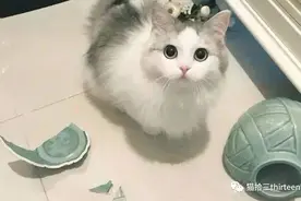 猫咪超喜欢打翻桌上的物品 | 并非恶作剧，而是因为这3种原因图片