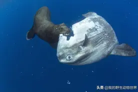 翻车鱼不停地吃，暴长6000万倍，战斗力为零，未灭绝因太难吃图片