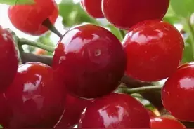 常见的樱桃品种你知道吗，来认识一下呀~图片
