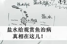 鱼缸加盐给鱼治病的原理是这样，平时都听人说，今天可知道真相了视频封面