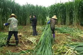 一年收割8次，种一次可以收割15年，巨菌草真的能发家致富吗？图片