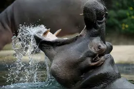 犀牛和河马谁更厉害？河马在水里是王，在陆地就是“挨啃小天使”图片