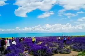 壁纸美图，蔚蓝蓝天空朵朵白云一望无际的草地图片