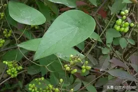 叶子像小簸箕，名字不好听，作用却不小，很多人不知道它的价值图片