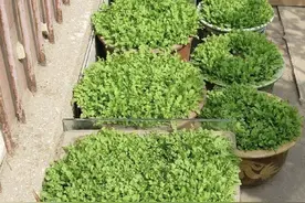 1种野菜味道鲜美，阳台上就能种，方法简单，30天可采收图片