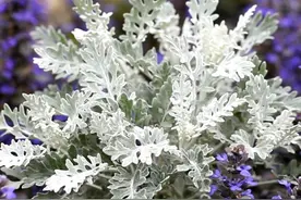 自带高级感的植物银叶菊，堪称炎热夏季的“白精灵”图片
