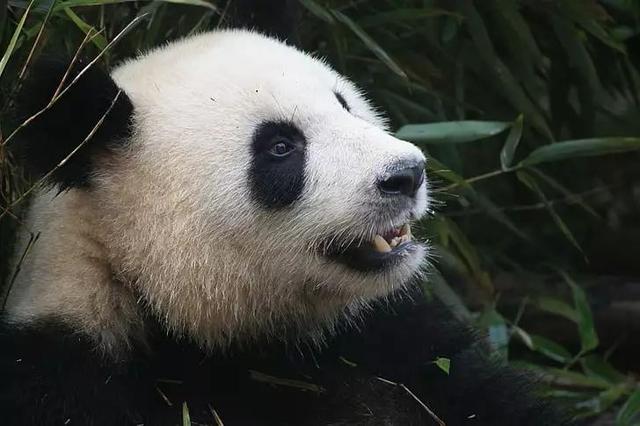 世界大运会花落成都，将为蓉城带来什么？
