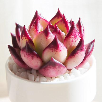 多肉植物品种大全多肉荷花(多肉植物图片 品种)-措必培