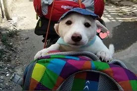 带狗回家过年，狗子前后两副“模样”，年度大戏又上演了图片