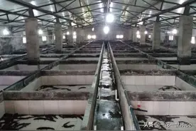 一条售价上千元，如今禁止交易和食用，养殖户该何去何从？图片