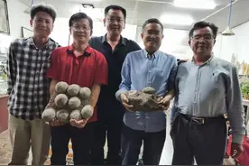 罕见发现！最近，成都“惊现”二窝恐龙蛋化石，距今约7000万年！图片