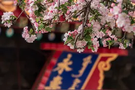 故宫赏花：文华殿海棠、承乾宫梨花，朱墙难掩春色图片