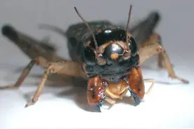 明清时期北平街面流行《斗蟋蟀》的故事图片