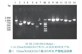 流行病学 | 新疆野生北山羊小反刍兽疫病毒分子特征图片