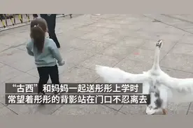 宠物鹅养出感情，送3岁小主人上学不肯离开，网友：可以陪嫁图片