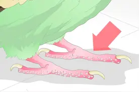 如何治疗鹦鹉鳞屑螨、气囊螨图片