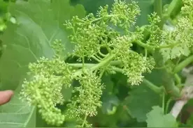 葡萄花穗整形处理图解！提高坐果率、增大果实，提高果实品质图片