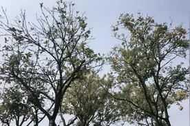 中部地区最大的湿地公园-长沙洋湖湿地公园图片