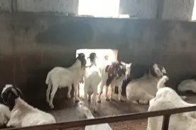 哪种养羊方式更适合新手养羊，使新手更容易成功，更容易赚到钱图片