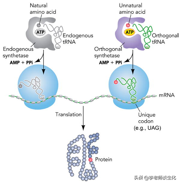 转运RNA与氨酰tRNA合成酶