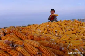 返乡农民工包了500亩地种小麦和玉米，能赚钱吗？用事实说话图片