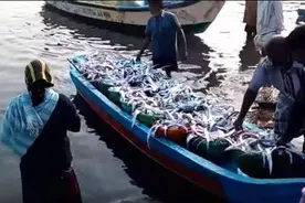 印度这种海鲜大量滞销，低头请求中国帮忙，中国吃货：难以下嘴图片