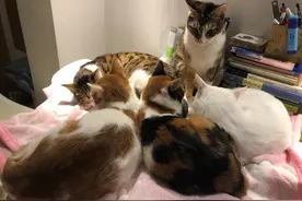家里来了新猫，如何让新猫与原住民和谐相处？图片