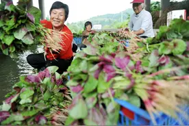 同样是苋菜，红色和绿色哪个好？老菜农告诉你答案，以后别瞎买了图片