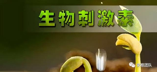 生物刺激素2：氨基酸