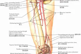 「解剖课程」奈特人体解剖彩色图谱之下肢（小腿、踝与足）图片