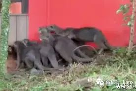 疫情期间，两大水獭家族在宏茂桥区抢地盘，还吞了金鱼图片