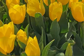 背景图｜跟着大哥混，三天饿九顿图片